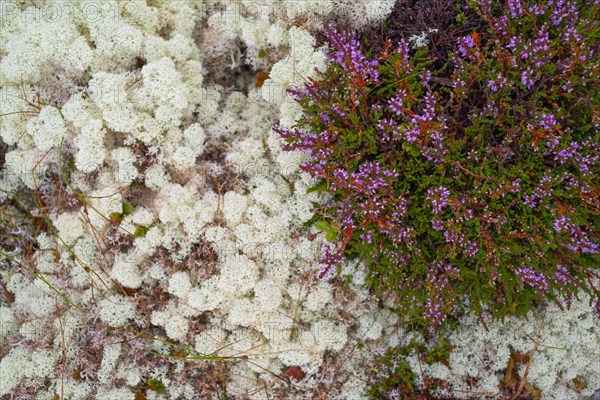 Broom common heather (Calluna vulgaris), true reindeer lichen (Cladonia rangiferina), nature
