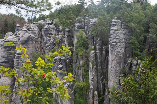 Sandstone rocks rise up in the middle of a dense forest against a cloudy sky, Prachovske skaly,