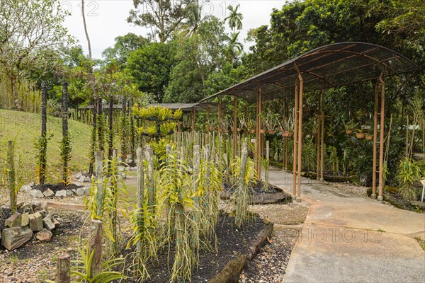 Orchid and bromeliad flower beds in botanical garden, selective focus, copy space, malaysia,