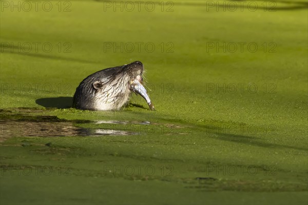 European Otter (Lutra lutra) adult feeding on a fish in a lake, Suffolk, England, United Kingdom,