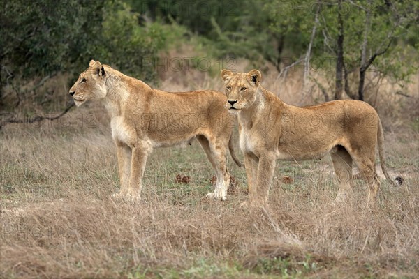 Lion (Panthera leo), adult, female, two females, vigilant, Sabi Sand Game Reserve, Kruger National