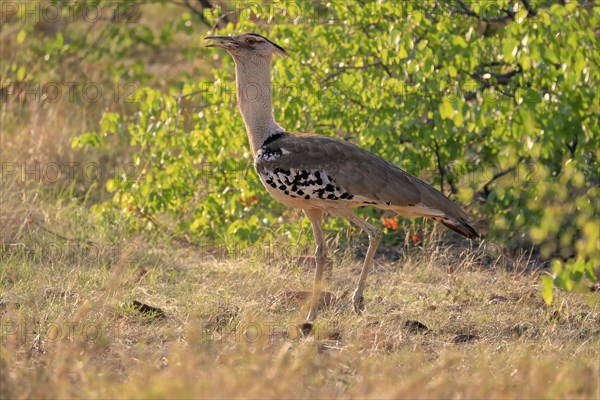 Kori bustard (Ardeotis kori), adult, foraging, vigilant, Kruger National Park, Kruger National