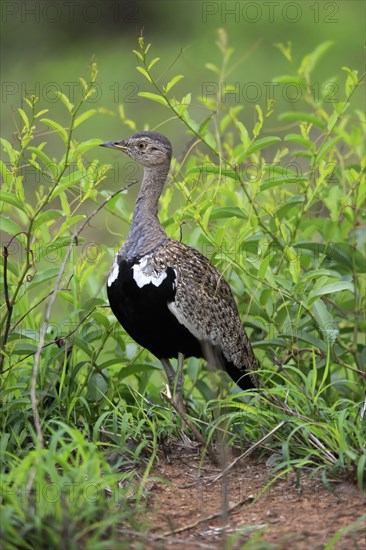 Red-crested Bustard, (Lophotis ruficrista), adult, foraging, vigilant, Kruger National Park, Kruger