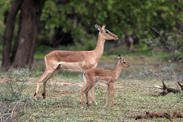 Black Heeler Antelope, (Aepyceros melampus), adult, female, young animal, mother with young animal,