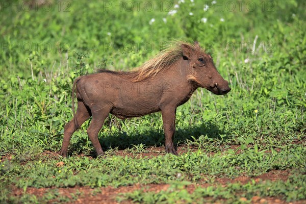 Warthog, (Phacochoerus aethiopicus), adult, running, foraging, alert, Kruger National Park, Kruger