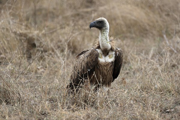 White-backed vulture (Gyps africanus), adult, alert, on ground, Sabi Sand Game Reserve, Kruger