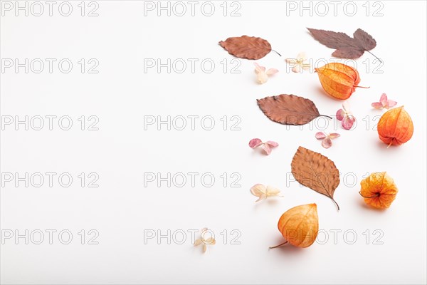 Composition with yellow and brown beech autumn leaves, physalis and hydrangea flowers, mockup on
