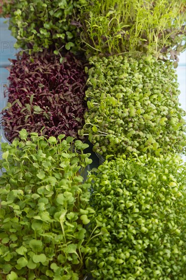 Set of boxes with microgreen sprouts of amaranth, rucola, watercress, mustard, mizuna and kohlrabi