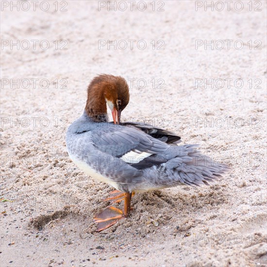 Goosander (Mergus merganser merganser), female, standing in the sand on the shore and preening her