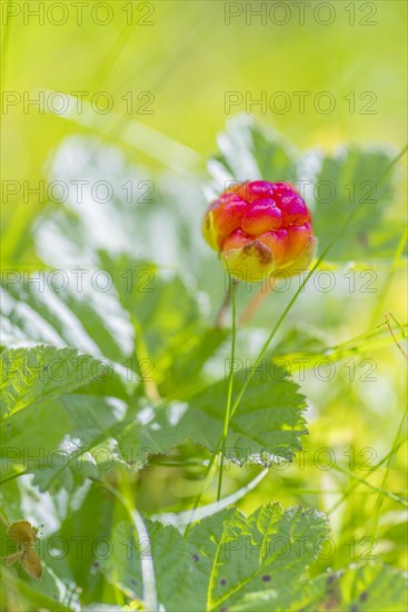 Cloudberry (Rubus chamaemorus), portrait format, nature shot, close-up, summer, blurred background,