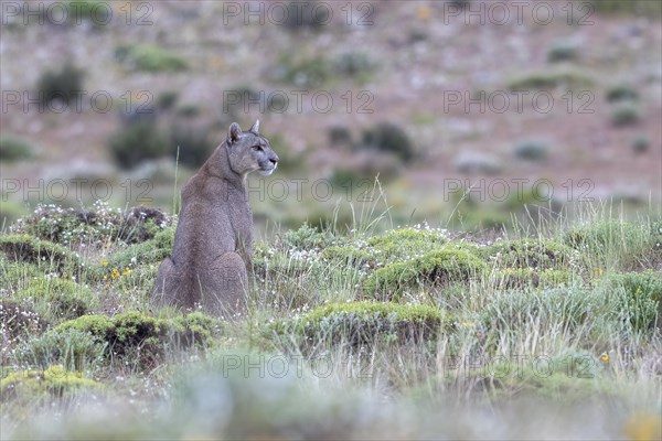 Cougar (Cougar concolor), silver lion, mountain lion, cougar, panther, small cat, Torres del Paine