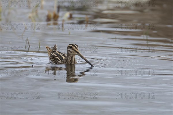 Common snipe (Gallinago gallinago) adult bird swimming across a lake, Suffolk, England, United
