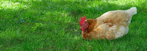 Brown hybrid hen (Gallus gallus domesticus) squatting in a meadow in the green grass and sleeping,