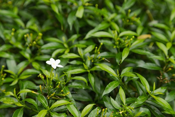 White jasmine flowers in botanical garden, selective focus, copy space, malaysia, Kuching orchid