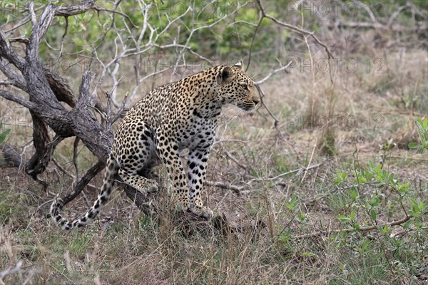 Leopard (Panthera pardus), adult, observed, alert, Sabi Sand Game Reserve, Kruger NP, Kruger