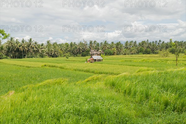 Rice fields in countryside, Ubud, Bali, Indonesia, green grass, large trees, jungle and cloudy sky.