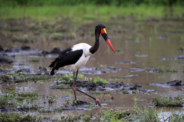 Saddle-billed stork (Ephippiorhynchus senegalensis), adult, foraging, in the water, Kruger National