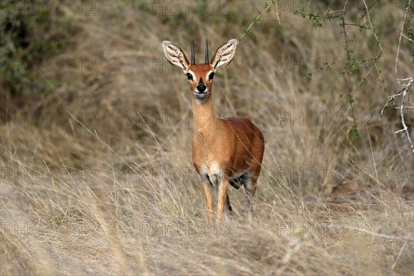 Steenbok (Raphicerus campestris), adult, male, foraging, vigilant, dwarf antelope, Kruger National