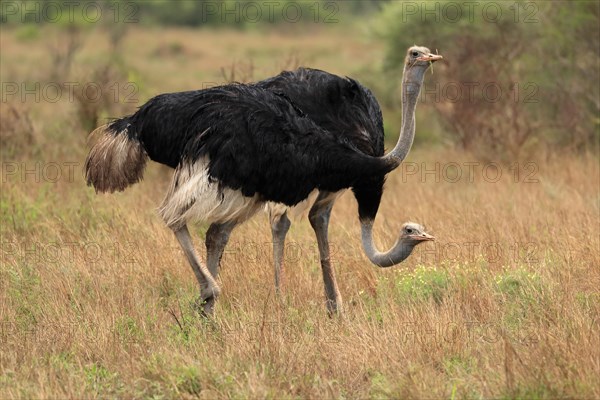 South african ostrich (Struthio camelus australis), adult, male, two males, foraging, feeding,