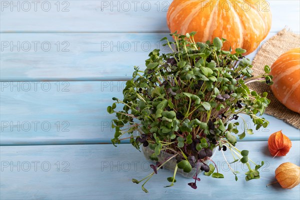 Microgreen sprouts of radish with pumpkin on blue wooden background. Side view, copy space, close