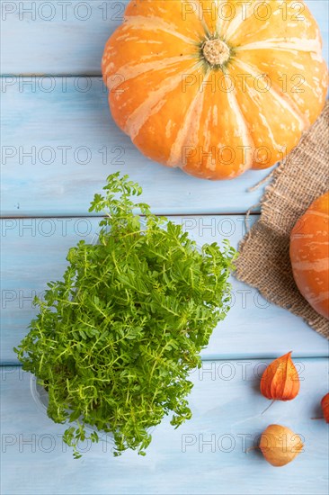 Microgreen sprouts of marigold with pumpkin on blue wooden background. Top view, flat lay, close up