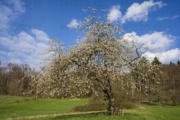 Landscape with a white blossoming fruit tree in a meadow in spring, the sky is blue, the sun is