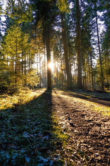Sunshine penetrates the forest, creates shade and emphasises the forest landscape, Unterhaugstett,