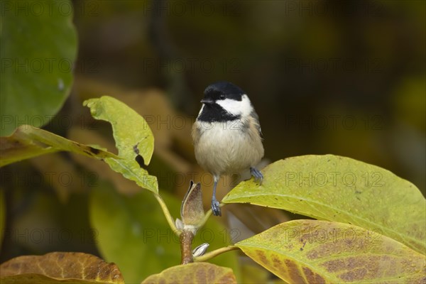 Coal tit (Periparus ater) adult bird amongst autumn leaves of a garden Magnolia tree, Suffolk,