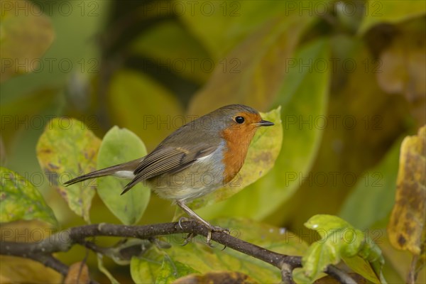 European robin (Erithacus rubecula) adult bird amongst autumn leaves of a garden Magnolia tree,