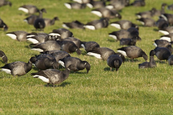 Brent goose (Branta bernicla) adult birds feeding on grassland, Norfolk, England, United Kingdom,