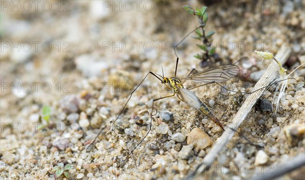 Triangular-spotted meadow snake (Nephrotoma quadrifaria) (synonym: Nephrotoma dentata) (synonym: