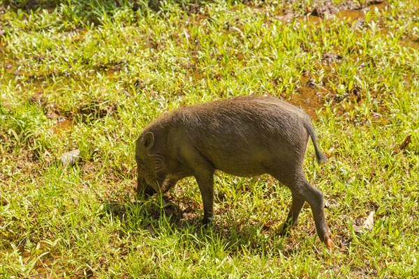 Bearded pig (Sus barbatus barbatus) feeding in Bako national park on grass. Borneo, Malaysia, Asia