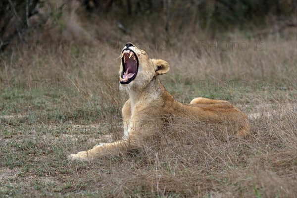 Lion (Panthera leo), adult, female, yawning, sitting, Sabi Sand Game Reserve, Kruger National Park,