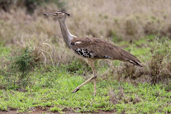 Kori bustard (Ardeotis kori), adult, running, foraging, vigilant, Kruger National Park, Kruger