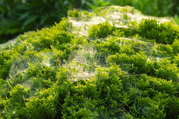 Thuja Occidentalis, western red cedar shrub with beautiful spider net in sunlight in the garden,