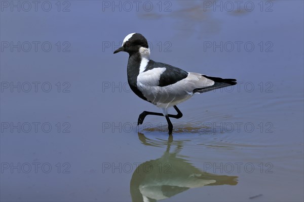 Black-headed Lapwing, (Vanellus armatus), adult, in water, walking, foraging, alert, Kruger