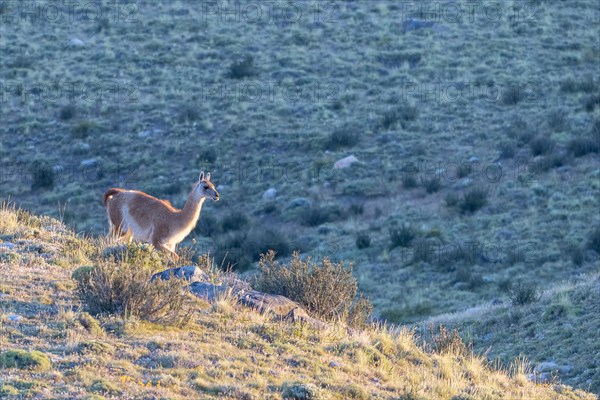 Guanaco (Llama guanicoe), Huanako, Torres del Paine National Park, Patagonia, End of the World,