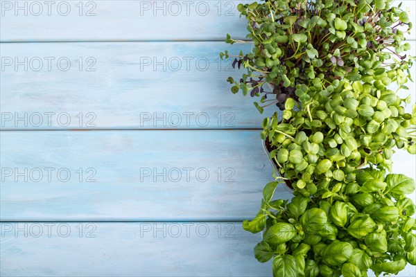 Set of boxes with microgreen sprouts of sunflower, basil, radish on blue wooden background. Top
