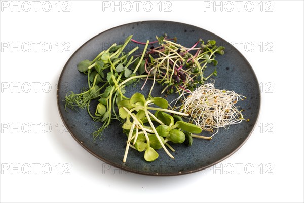 Blue ceramic plate with microgreen sprouts of green pea, sunflower, alfalfa, radish isolated on