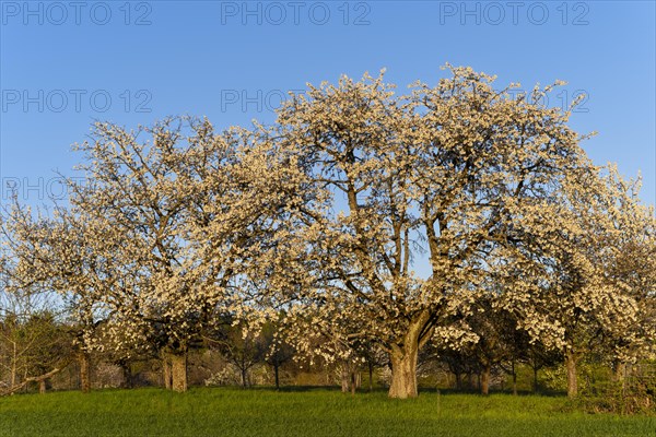 White blossoming fruit trees in a meadow in spring, the sky is blue, the sun is shining, it's