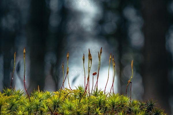 Beeches (Fagus) on moss in backlight with trees in the background, Mindelheim, Bavaria, Germany,
