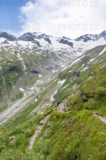 Mountaineer on hiking trail in picturesque mountain landscape with blooming alpine roses, in the
