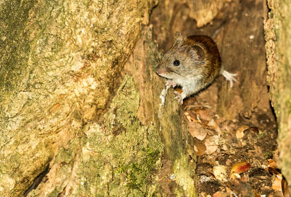 Red-backed vole (Myodes glareolus), also known as forest vole, looking out of a cave in a common