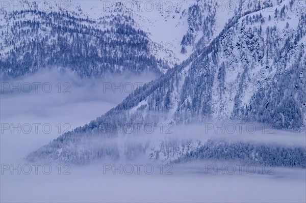 Snow-covered mountains with wafts of mist between the treetops, Belalp, Naters, Brig, Canton