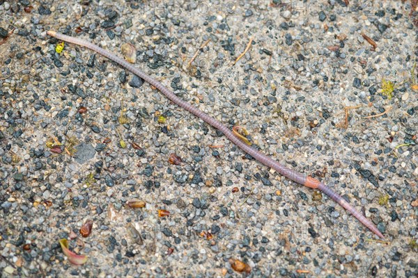 Large field worm (Octolasion lacteum) after rain on gravel surface, close-up, Ilsetal, Eastern