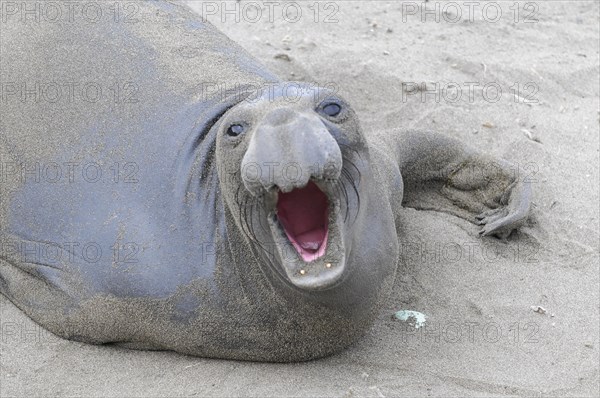 California sea lions, Adult and subadult male California sea lion (Zalophus californianus),