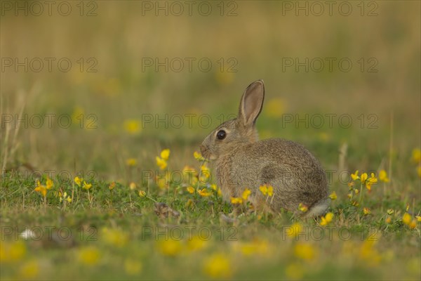 Rabbit (Oryctolagus cuniculus) adult sat amongst flowering Birds foot trefoil flowers, Suffolk,
