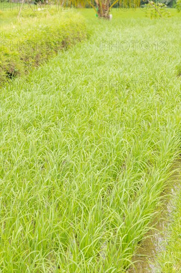 Rice terraces, Campuhan ridge walk, Bali, Indonesia, track on the hill with grass, large trees,