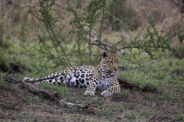 Leopard (Panthera pardus), adult, observed, alert, lying, on ground, Sabi Sand Game Reserve, Kruger