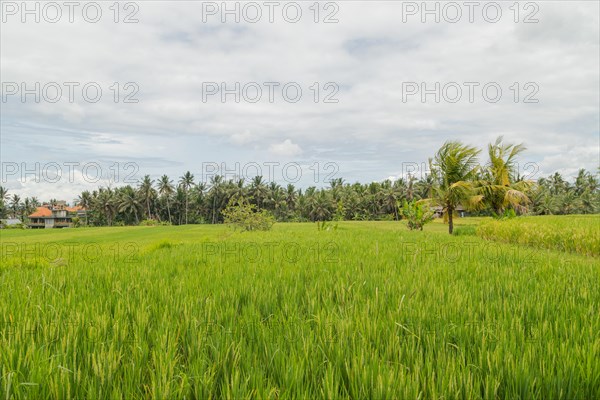 Rice fields in countryside, Ubud, Bali, Indonesia, green grass, large trees, jungle and cloudy sky.